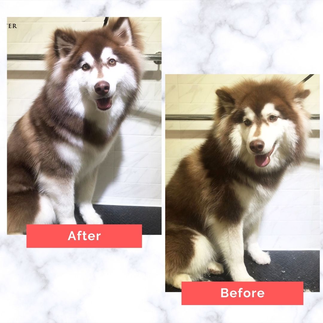 Husky Dog Grooming Before and After